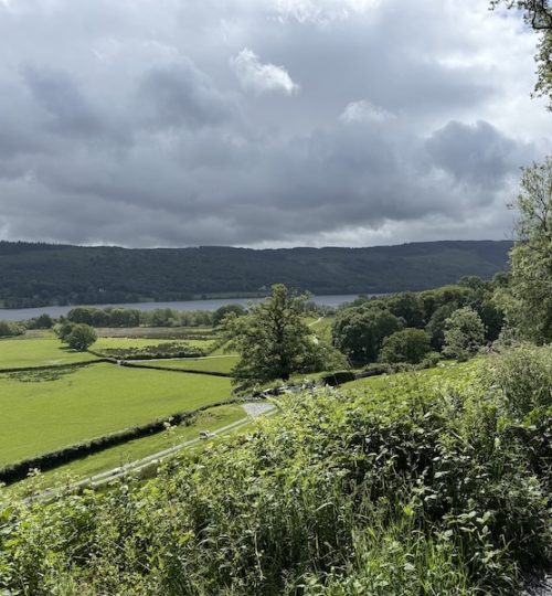 coniston park coppice